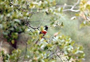 Trogon, Elegant 1b, jkl B01P55I03